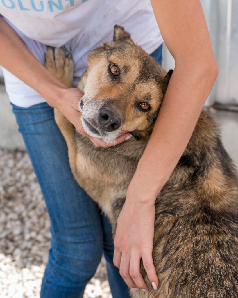 cute-abandoned-dog-waiting-be-adopted-by-someone